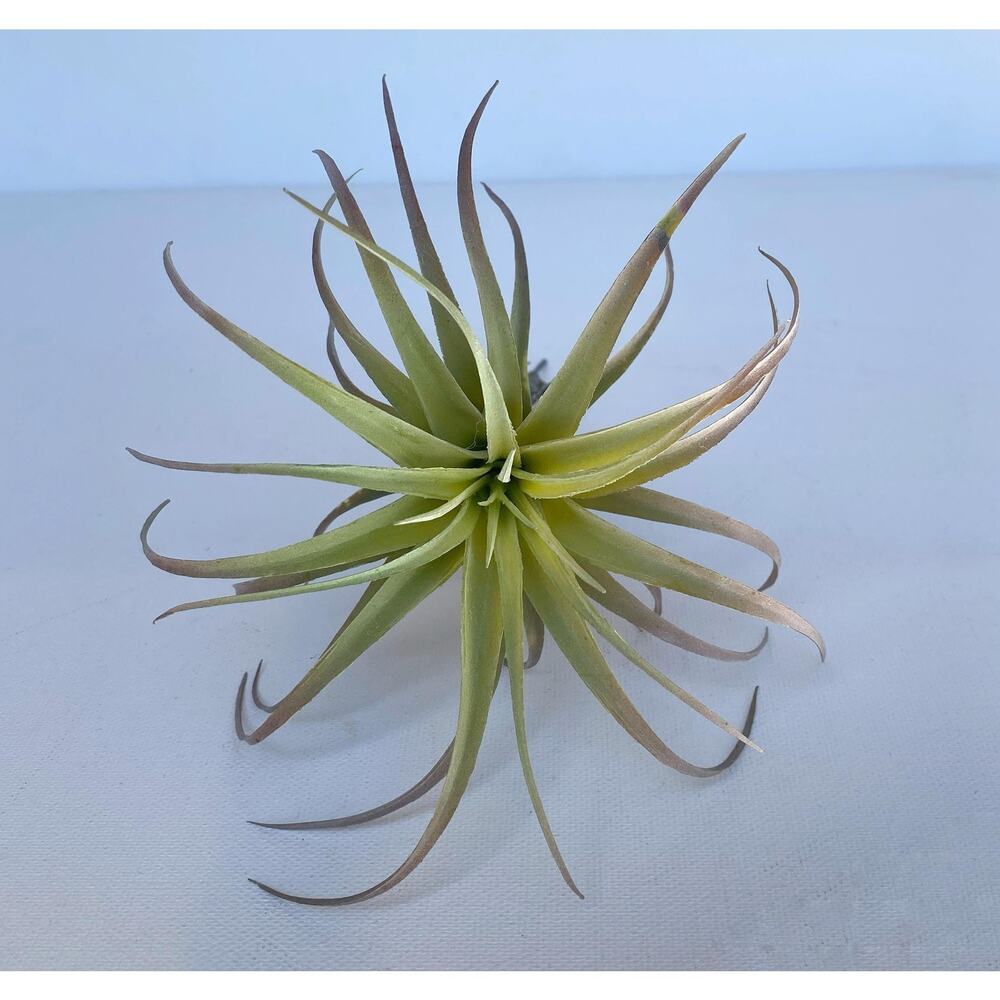 Artificial Air Plant - large Faux Air Plant Pick, Tillandsia Lonantha - Picture 3 of 6